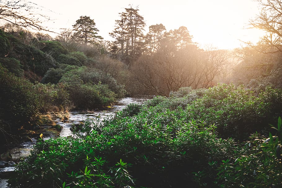 river between trees, outdoors, nature, water, vegetation, plant HD wallpaper
