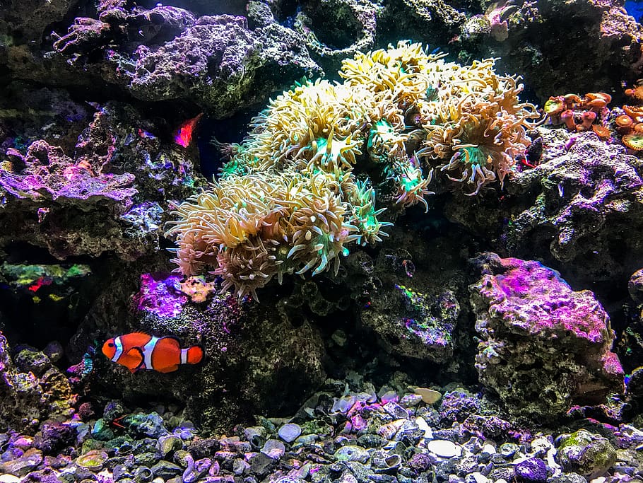 clown fish besides corals, sea, ocean, nature, water, outdoors, HD wallpaper