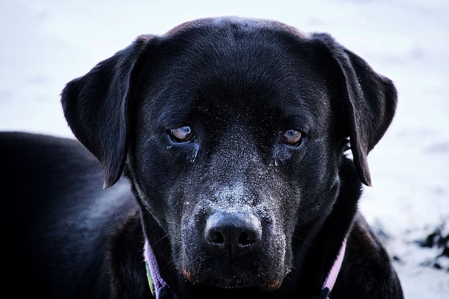 A black dog looking at the camera., germany, baltrum, animals HD wallpaper