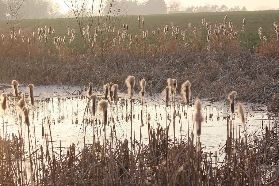 pond, reed, mirroring, inflorescences, abendstimmung, rest HD wallpaper