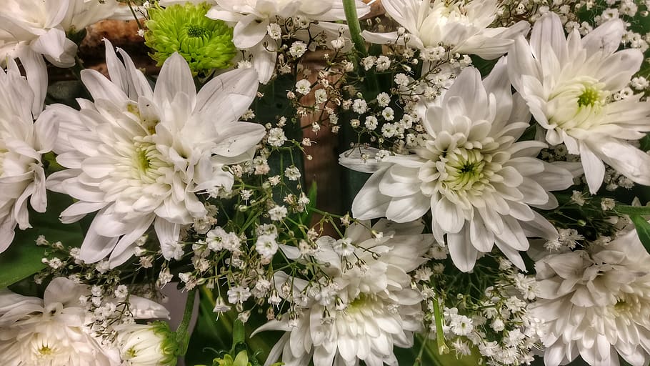 nature, flowers, flowering plant, freshness, vulnerability HD wallpaper