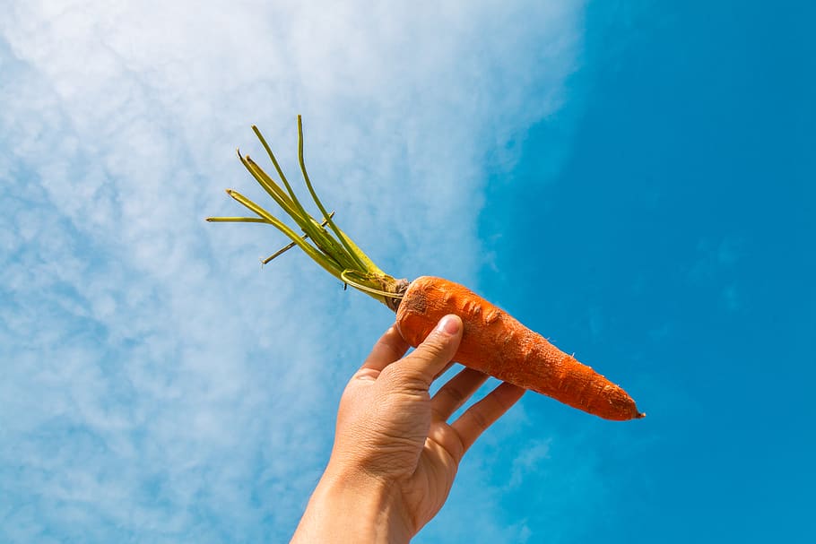 Orange Carrot, food, hand, vegetable, human hand, human body part HD wallpaper