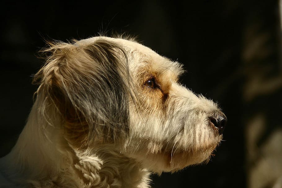 dog, animals, pets, one animal, animal themes, mammal, domestic animals HD wallpaper