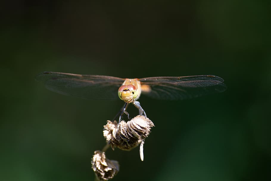 dragonfly, insect, nature, macro, green, wing, animal, summer HD wallpaper