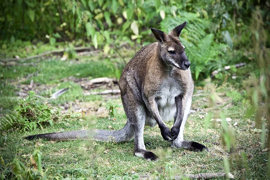 brown kangaroo on grass, animal, mammal, wallaby, united kingdom HD wallpaper