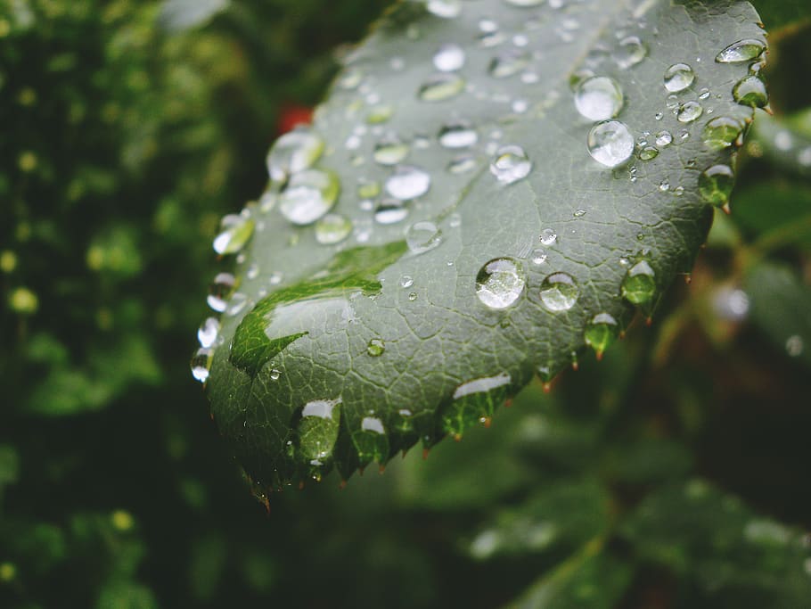 drops, rain, nature, green, leaf, wet, water, plant, close-up HD wallpaper