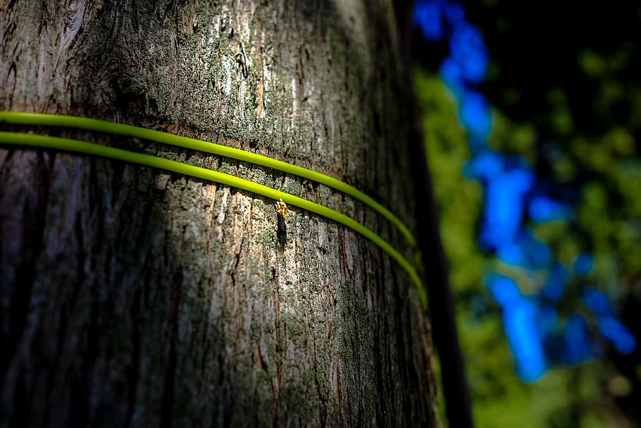 italy, santa luce, plant, close-up, no people, focus on foreground HD wallpaper