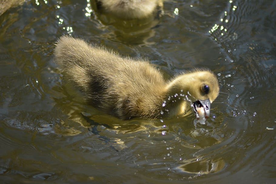 gæsling, feed, eat, beak, poultry, bread, expensive, wildlife HD wallpaper
