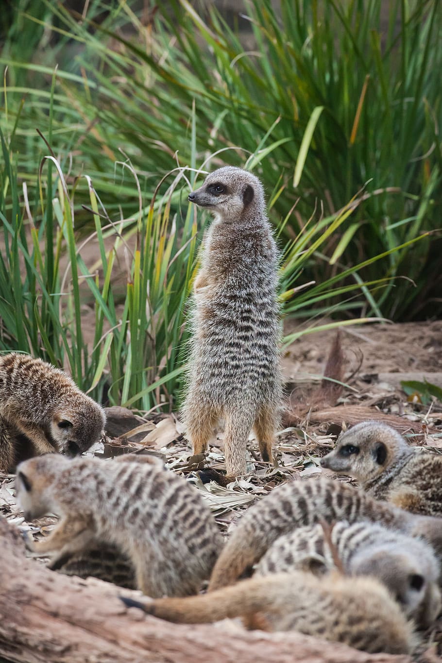 group of meerkat, animal, wildlife, mammal, zoo, mosman, australia
