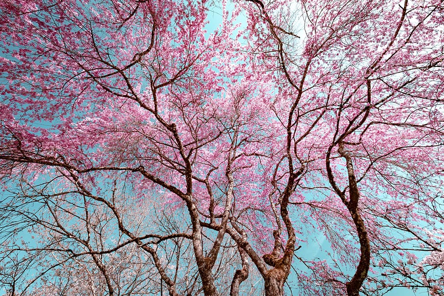 pink cherry blossom, plant, tree, switzerland, arboretum d'aubonne, HD wallpaper