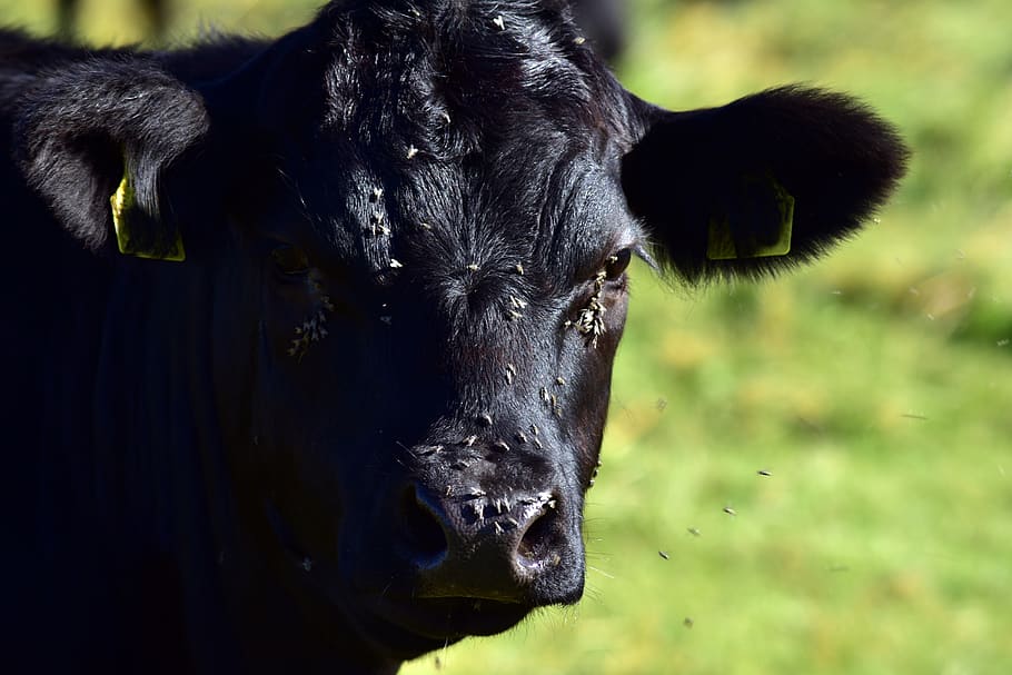 cow, beef, black, flying, head, close up, portrait, animal portrait HD wallpaper