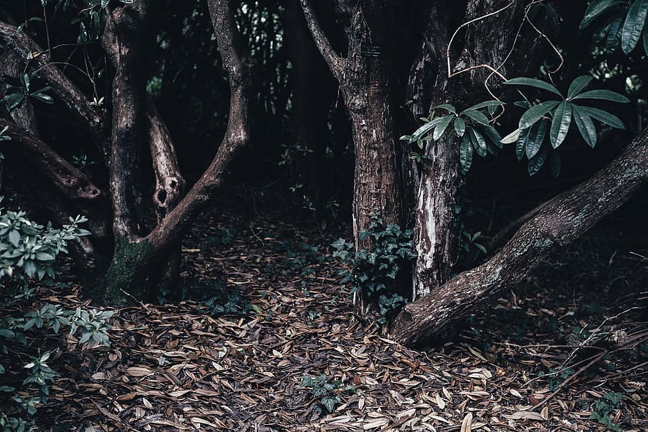 green leafed trees, plant, forest, land, trunk, tree trunk, plant part HD wallpaper
