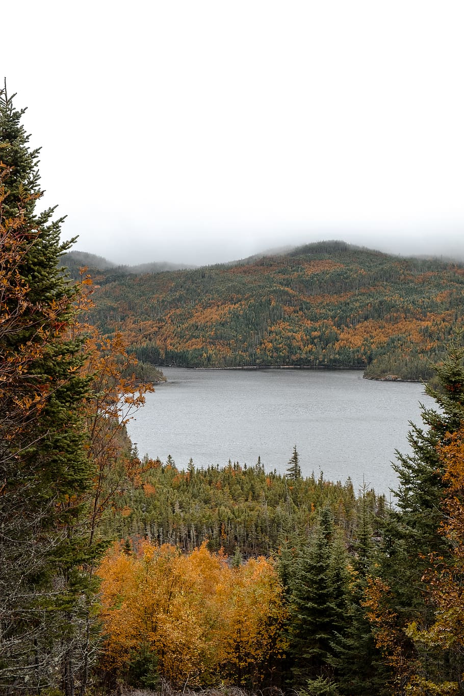 lake surrounded with trees, plant, tranquility, scenics - nature HD wallpaper