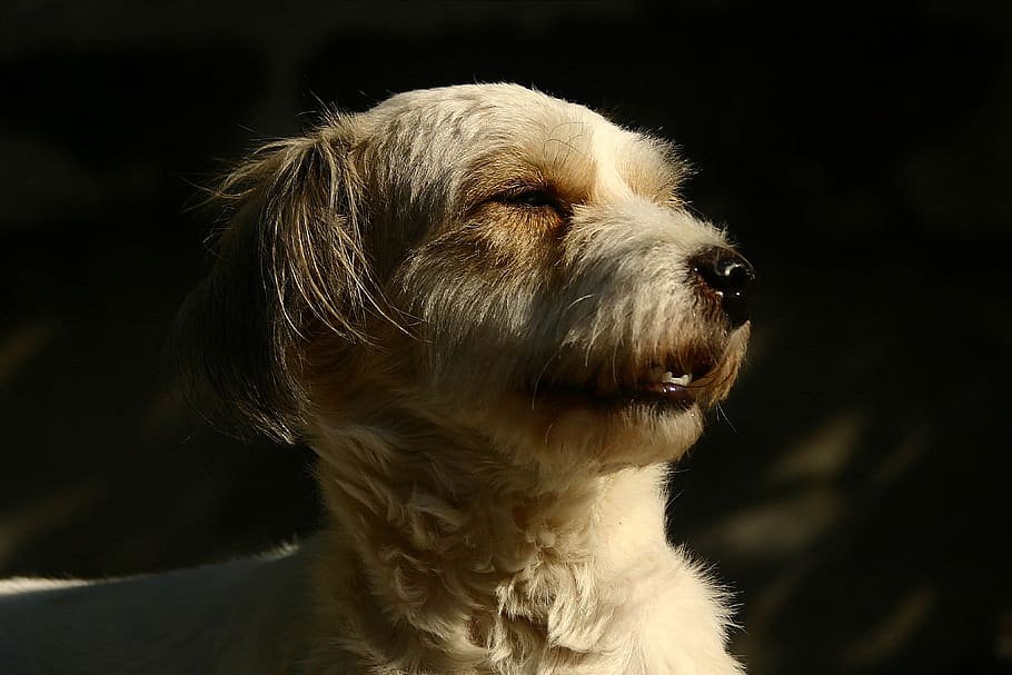 dog, animals, pets, one animal, animal themes, mammal, domestic HD wallpaper