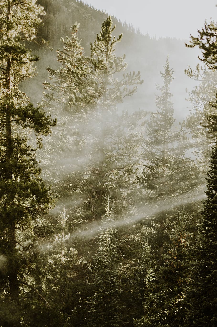 green trees, plant, forest, land, tranquility, beauty in nature HD wallpaper