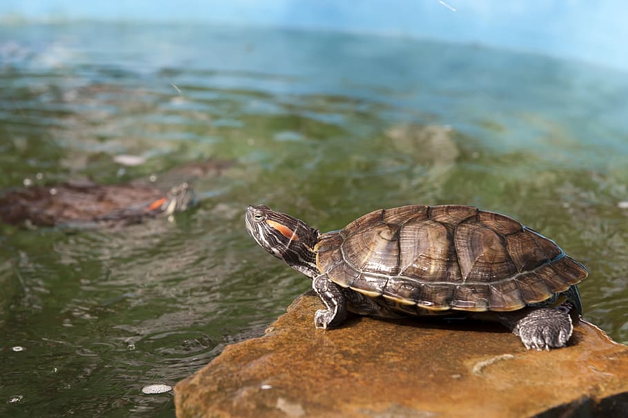 turtle, nature, water, stone, swim, light, warm, resting, reptile HD wallpaper