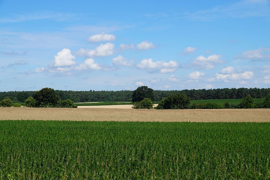landscape, sky, fields, clouds, nature, trees, blue, green HD wallpaper