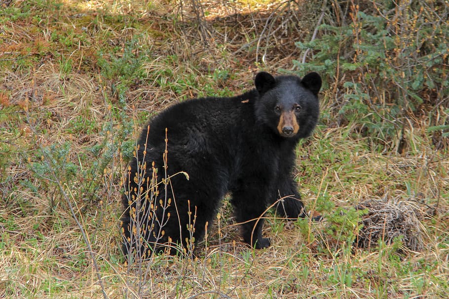 banff, canada, wildlife, bear, cute, picnic, teddybear, outinthewoods HD wallpaper