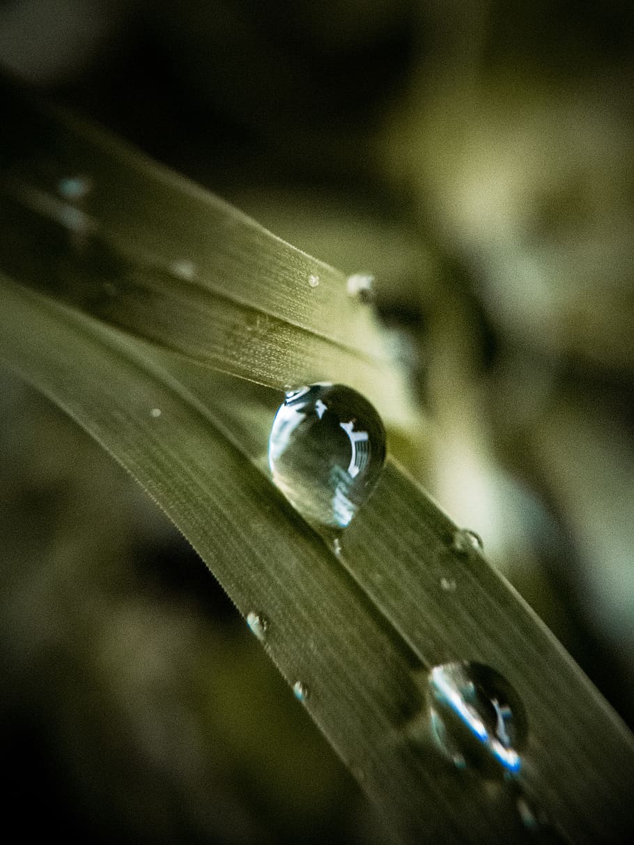 Photo of a Water Drop on a Leaf , blur, clear, close-up, dew HD wallpaper