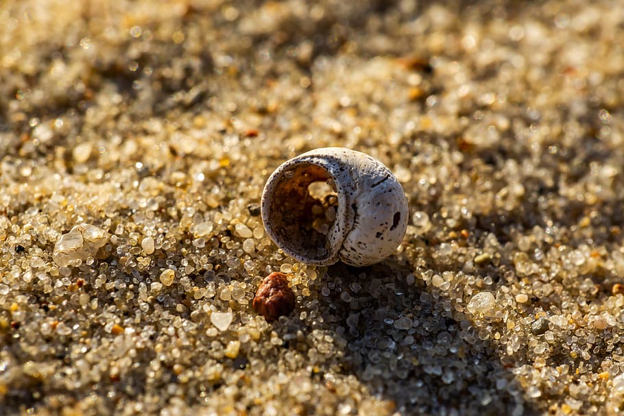 beach, pinto, shell, macro, close up, water, sand, animal wildlife HD wallpaper