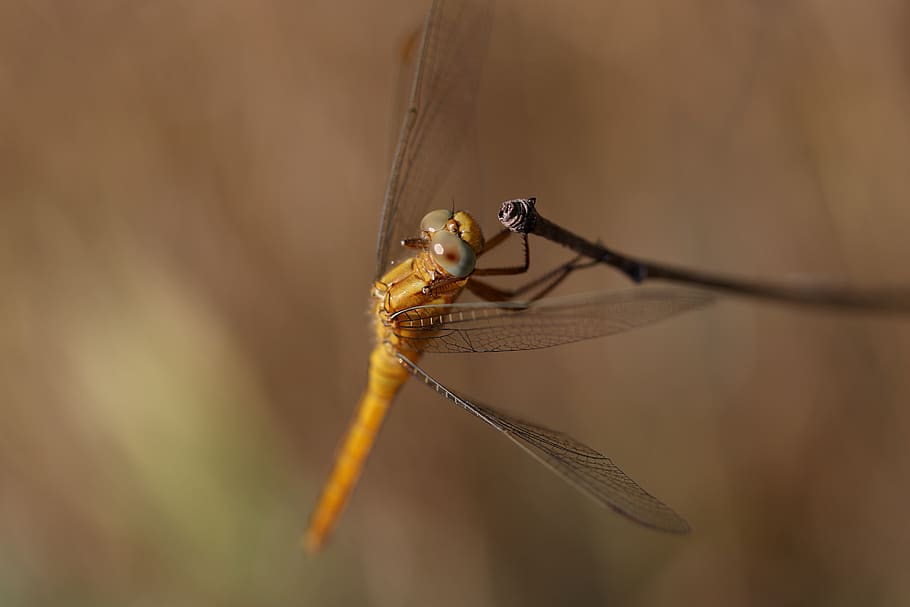 dragonfly, brown, insecta, rest, wings, invertebrate, animals in the wild HD wallpaper