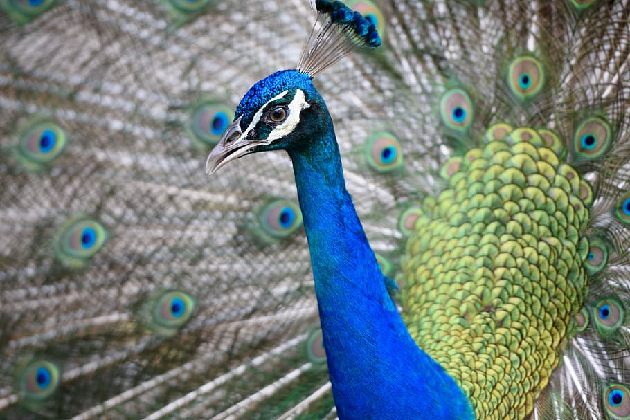 peacock, animal, head, feather, color, blue, bird, nature, feathers HD wallpaper