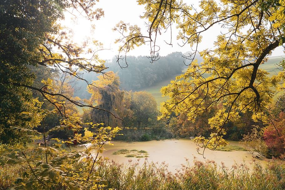 switzerland, rorschacherberg, wartensee, plant, tree, tranquility HD wallpaper
