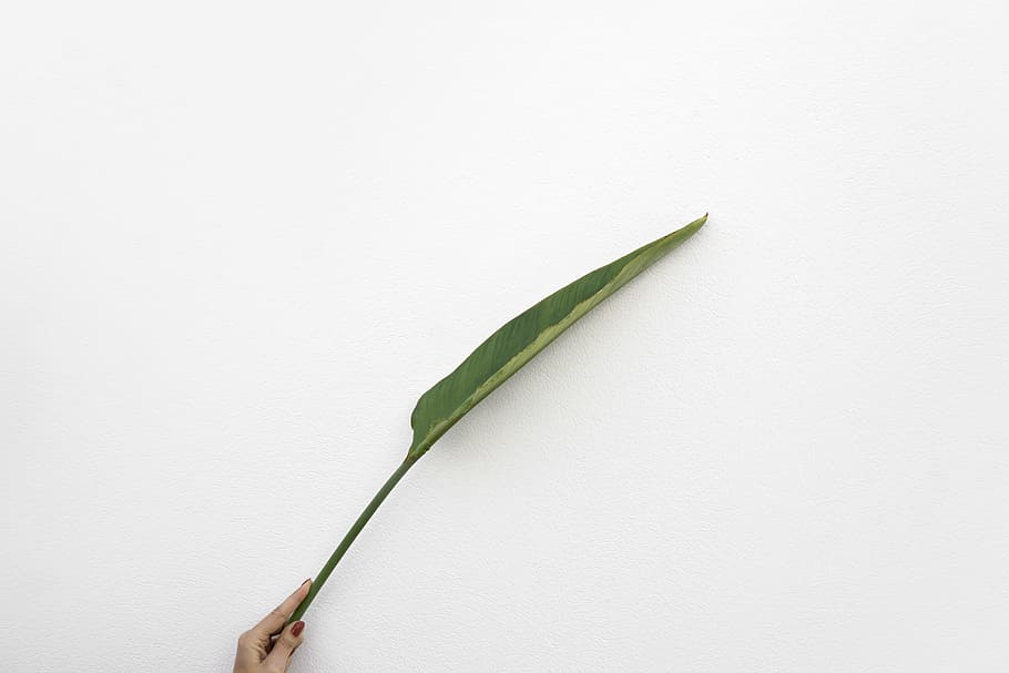 person holding green leaf, leafe, white background, wall, tropical HD wallpaper