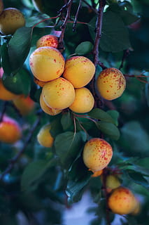 tree, beautiful, fruit, nature, apricot, healthy eating, food and drink HD wallpaper