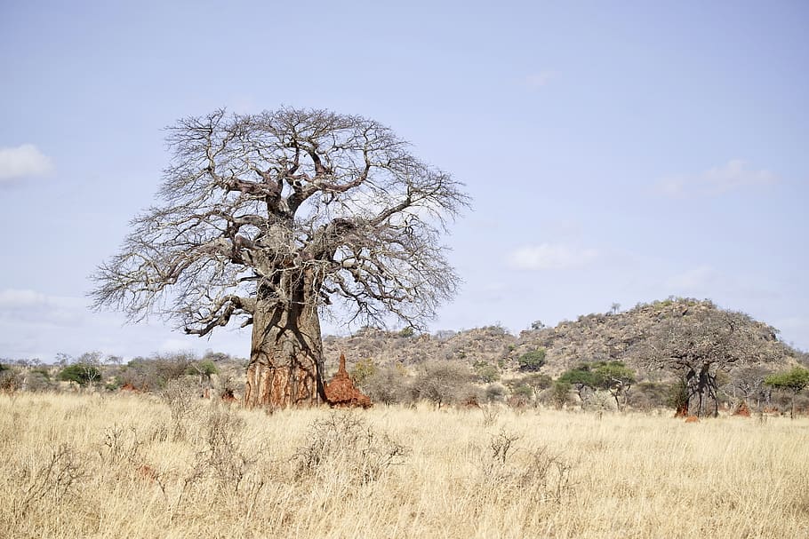 tanzania, arusha, tarangire national park, plant, tree, sky, HD wallpaper