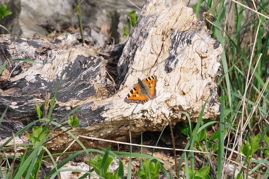 butterfly, nature, spring, insect, animal world, stone, animal themes HD wallpaper
