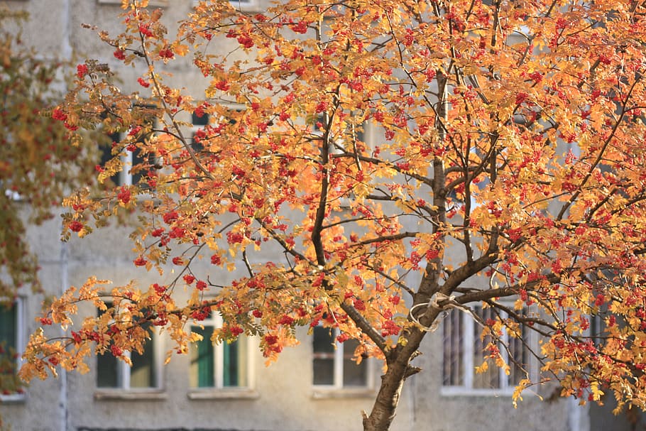 daylight, tree, fall, orange, red, building, leaves, plant HD wallpaper