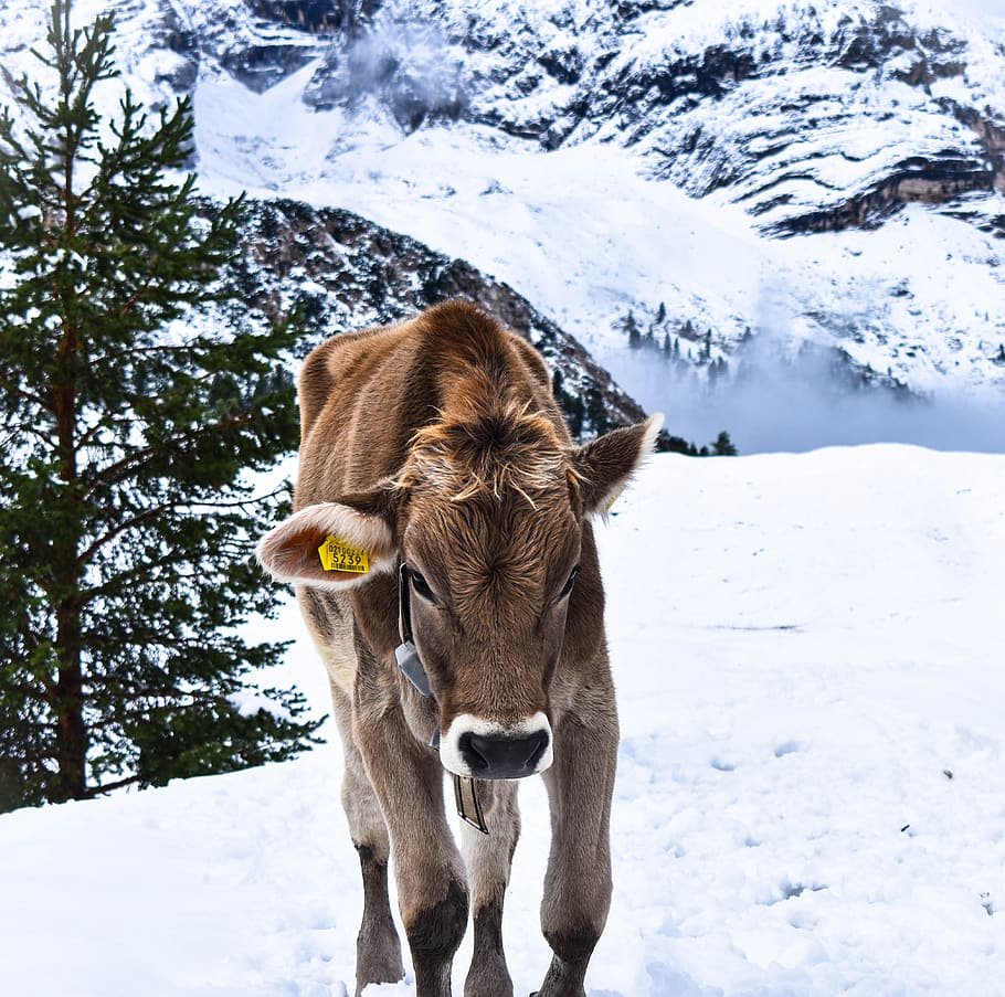 cow, nature, winter, cold, animal, bauer, snow, cold temperature HD wallpaper