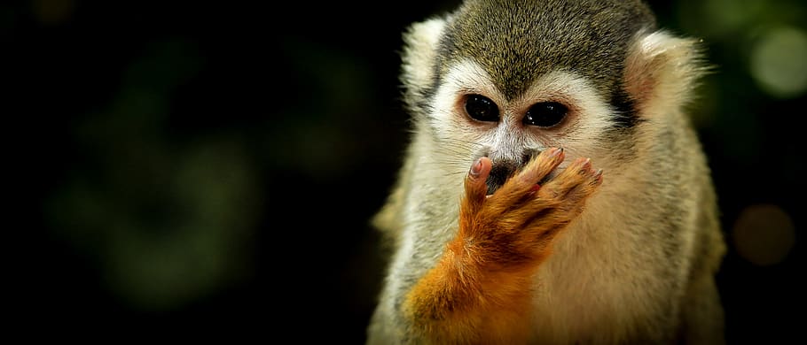 marmoset close-up photography, animal, animal themes, one animal, HD wallpaper