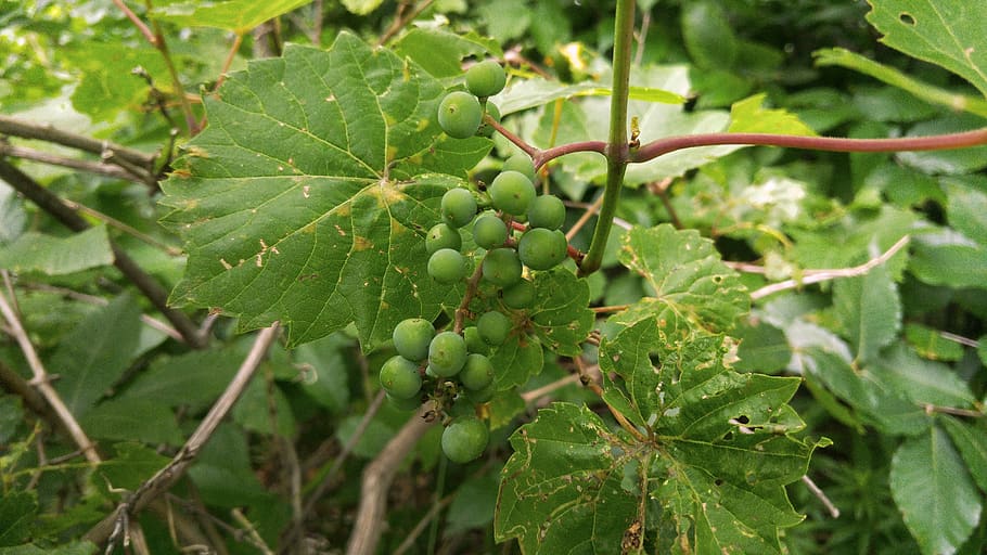 plant, growth, plant part, leaf, green color, fruit, close-up HD wallpaper