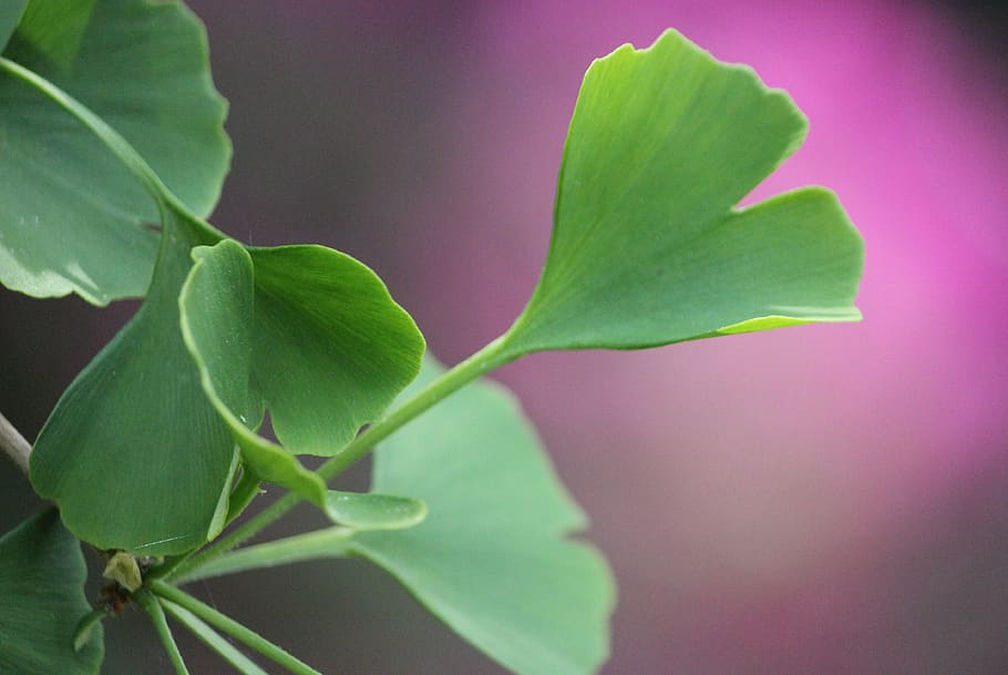 green, tree, leaf, leaves, purple, rest, relaxation, park, nature HD wallpaper