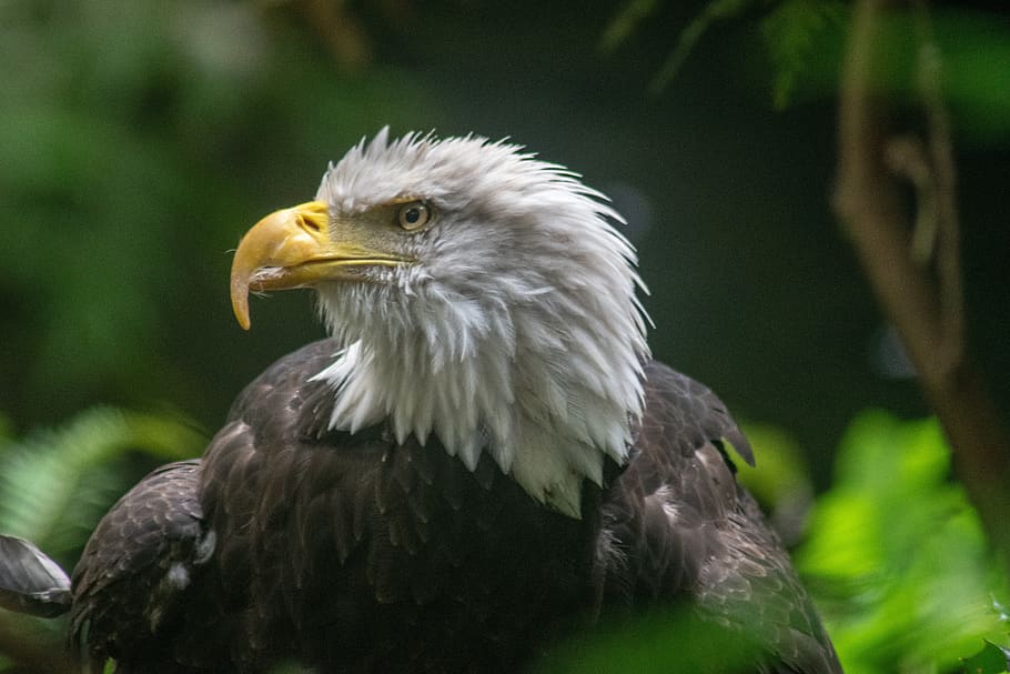 eagle, usa, oregon, bird, america, dom, nature, majestic, patriotic HD wallpaper