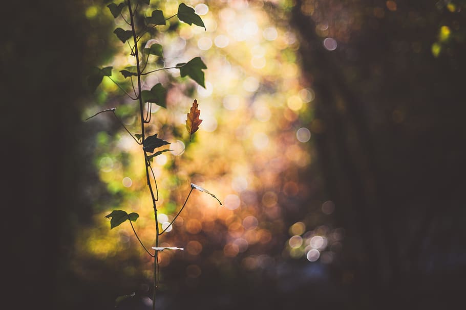 selective focus photography of leaf forest, plant, leafe, leav HD wallpaper