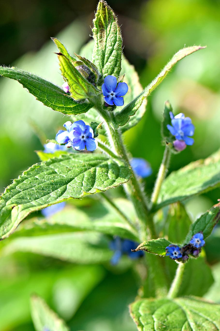 brunnera, flowers, nature, bloom, blue, boraginaceae, plant HD wallpaper
