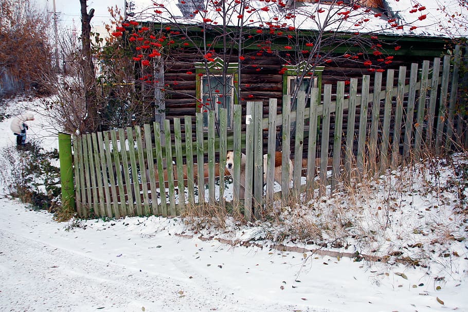 aged, dog, cottage, countryside, fence, front, home, house, HD wallpaper