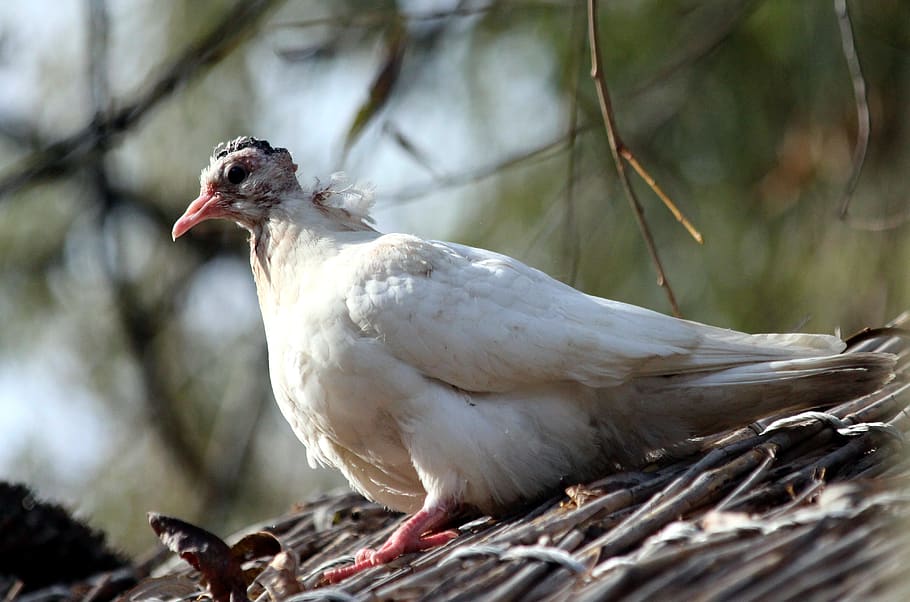 dove, chick, young, bird, pen, nature, living nature, animals HD wallpaper
