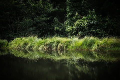 étang, végétation, végétal, reflets, nature, herbes, tree HD wallpaper