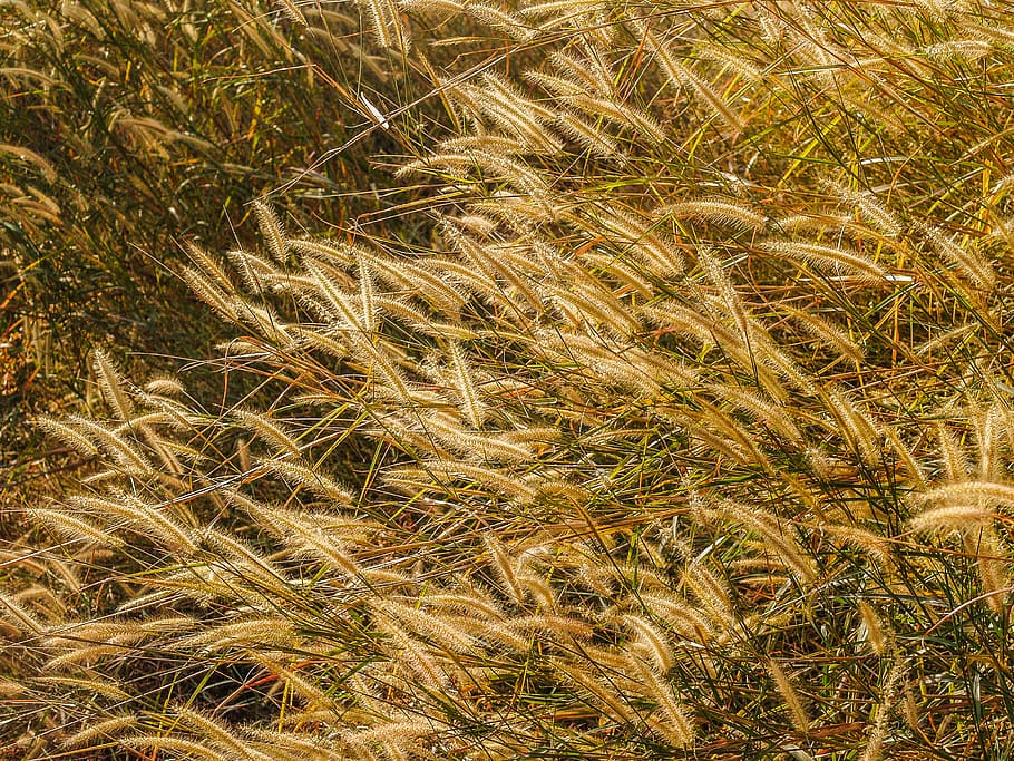 Brown Grass, bloom, close-up, colors, field, flora, flowers, fresh HD wallpaper