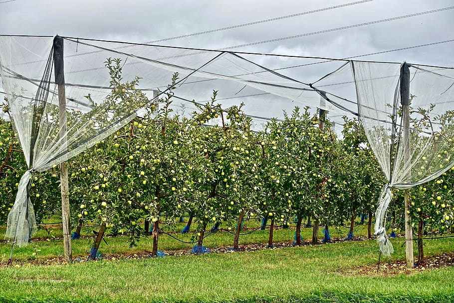 fruit tree, apples, harvest, orchard, bounty, healthy, plant HD wallpaper