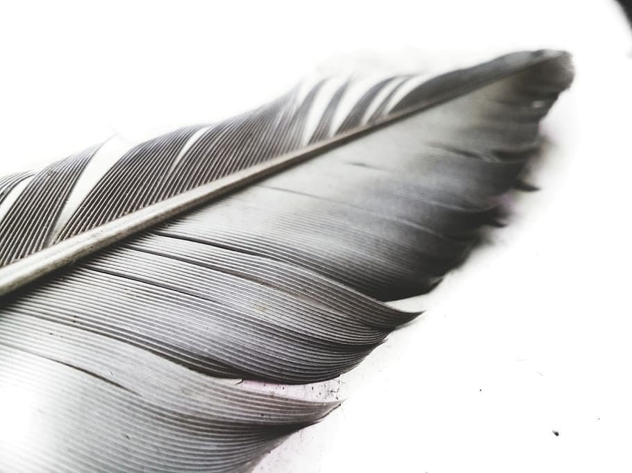 Grayscale Photo of Feather, black and white, close-up, white background, HD wallpaper