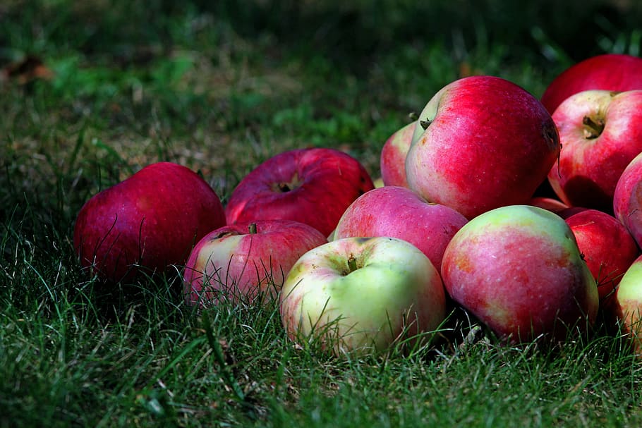 apples, nectar, grass, compote, sad, food, food and drink, healthy eating HD wallpaper