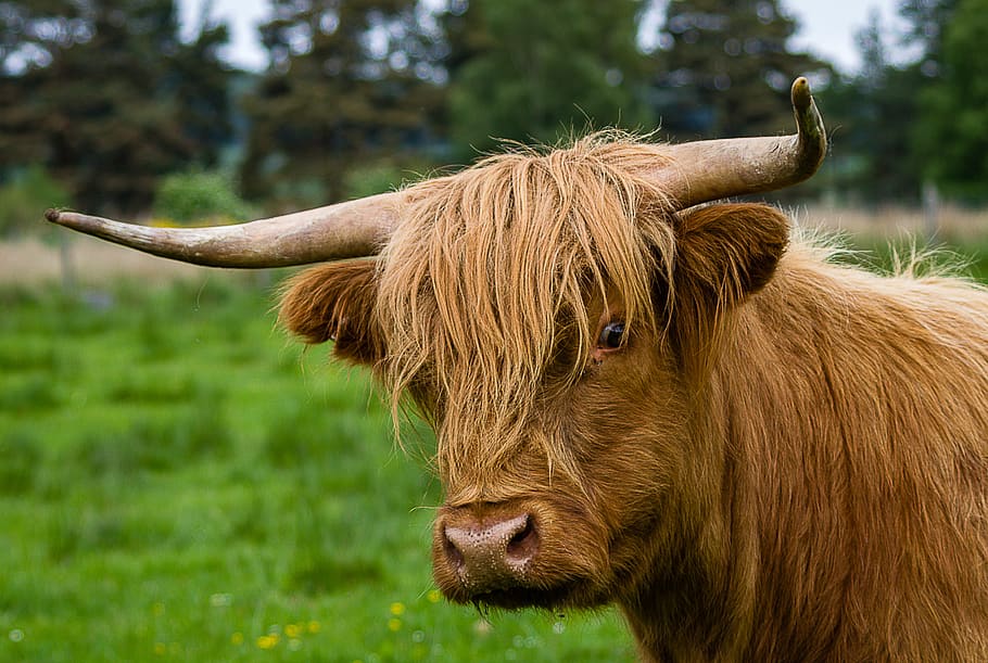 Hd Wallpaper Beef Calf Cow Cute Highland Beef Highland Cattle