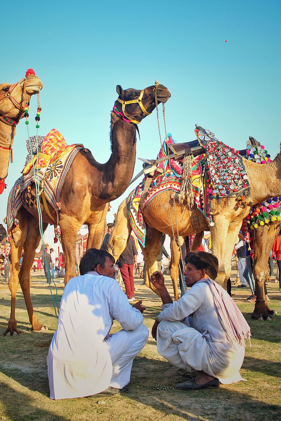 Two Men Sitting In Front Of Camels, animals, Arabian camel, dromedary