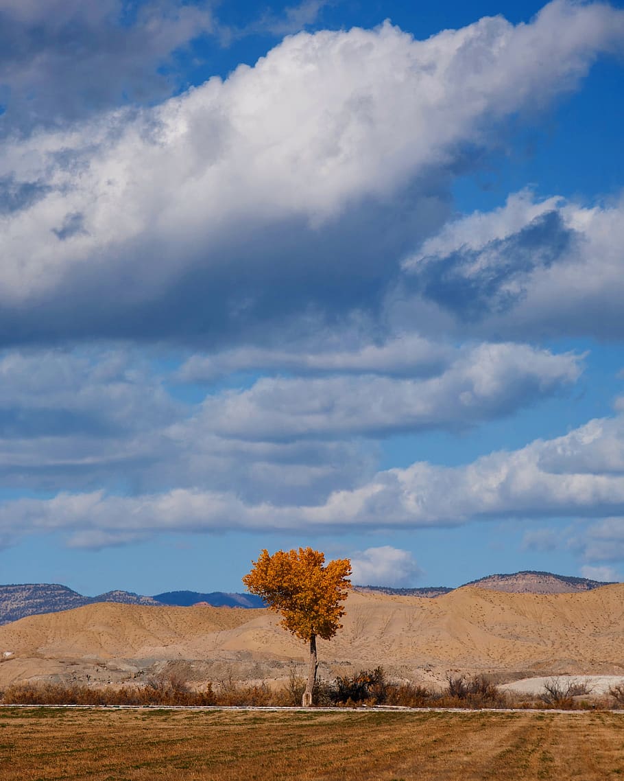 autumn, clouds, tree, landscape, sky, trees, scenic, leaves HD wallpaper