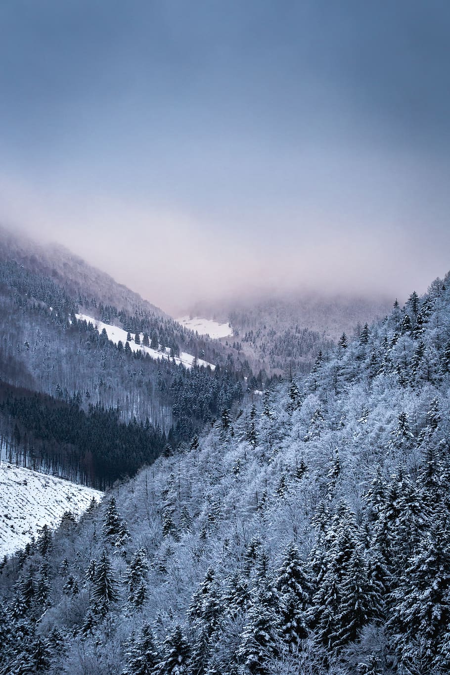 trees covered by snow under clear blue sky, plant, abies, fir HD wallpaper